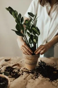 Appartement.be - vrouw verpot plant