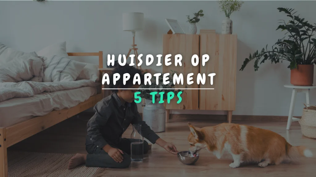 Banner Appartement - 5 tips voor huisdieren op appartement