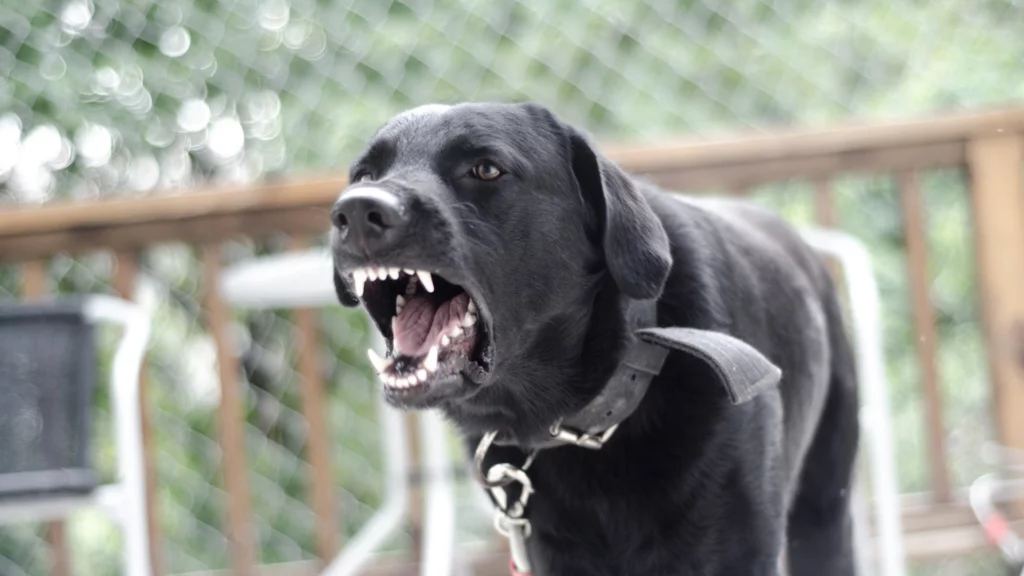Huurwoning regels over geluidsoverlast - blaffende hond